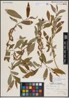 Foto von Salix eriocephala var. watsonii (Bebb) Dorn